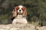 CAVALIER KING CHARLES 285